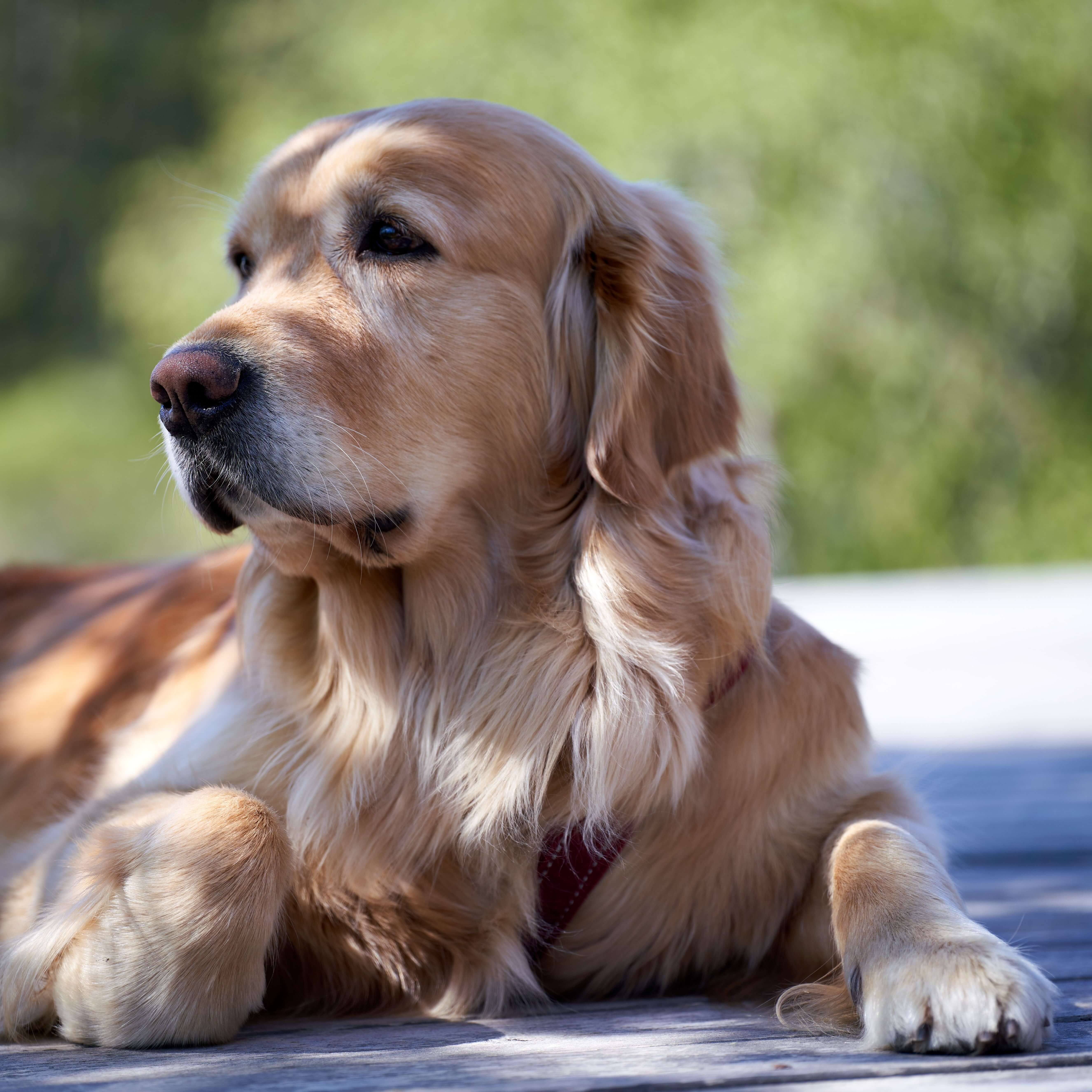 Золотистый ретривер классического золотистого окраса